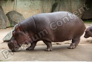 Hippo 0072